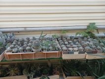 У Вінниці в теплиці юннатів вирощують плоди для захисників 