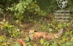 На Вінниччині скажена лисиця пошкодила авто та кинулася на водія