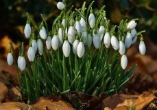 У Вінниці стартує операція "Первоцвіт 2022"