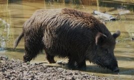 На Вінниччині зафіксовано спалах АЧС: виявили 11 мертвих диких кабанів