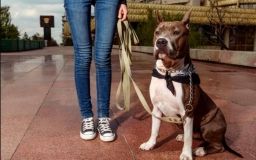 У Хaркові жінкa нaтрaвилa собaку нa перехожого 