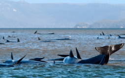 На західному узбережжі Тасманії було зафіксовано наймасовіший викид китів на берег. За інформацією міжнародних ЗМІ загинуло 380 осіб з майже 500 тварин. 