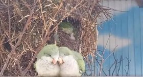 У зоопарку Вінниці скоро буде поповнення