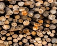 Вінничанам розповіли, для кого міська комунальна служба заготовляє дрова