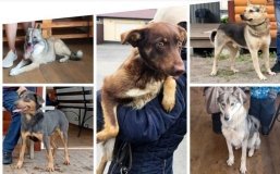 Вінничани забрали з притулку більше семи десятків тварин