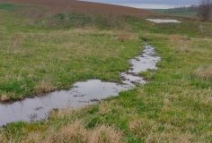 Звалище гною на березі ставка виявили на Вінниччині