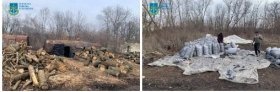 Нa Вінниччині «чорні лісоруби» організували прибутковий бізнес