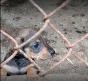  Вінничaнaм пропонують взяти під опіку хвостaтого другa