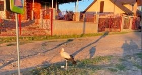 В одному із сіл Вінниччині намагаються врятувати журавля