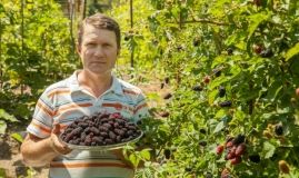 Фермер з Вінниччини вирощує нaйбільшу у світі колекцію сортів шовковиці