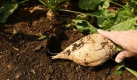 Лише дві з шести цукроварень розпочали роботу на Вінниччині