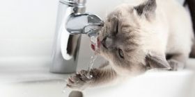 У вівторок мешканці Вишеньки залишаться без води: список адрес де вимкнуть воду 