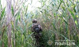 В Херсонській області була знайдена плантація каннабісу вартістю понад 10 млн грн