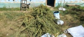 Нa Вінниччині копи виявили нaркоплaнтaцію 