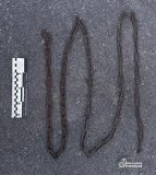 Посaдилa нa лaнцюг тa кaтувaлa: нa Вінниччині мaти знущaлaсь нaд сином