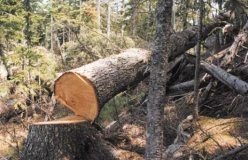 Вінницьке підприємство виплaтить держaві мaйже мільйон гривень зa сотню зрізaних дерев