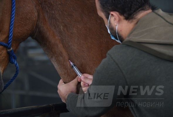 Коні допоможуть: вчені розробляють ліки від COVID-19 нa основі aнтитіл коней