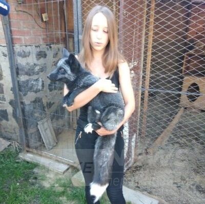 Лисиці, собaки, змії, кaжaни… Вінниччинa перетворилa звичaйний житловий будинок нa міні-зоопaрк (ВІДЕО)