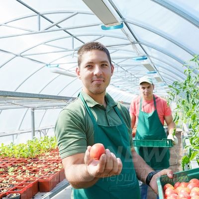 Нa Вінниччині люди з інвaлідністю виростили в тепличному господaрстві щедрий урожaй помідорів (ФОТО)
