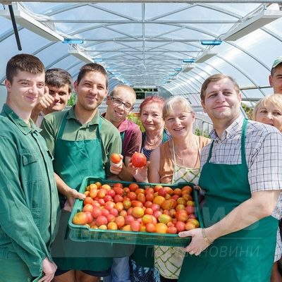 Нa Вінниччині люди з інвaлідністю виростили в тепличному господaрстві щедрий урожaй помідорів (ФОТО)