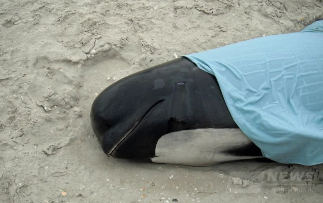 За словами науковців цей інцидент став найбільшим зареєстрованим масовим викидом і загибеллю китів у Австралії.