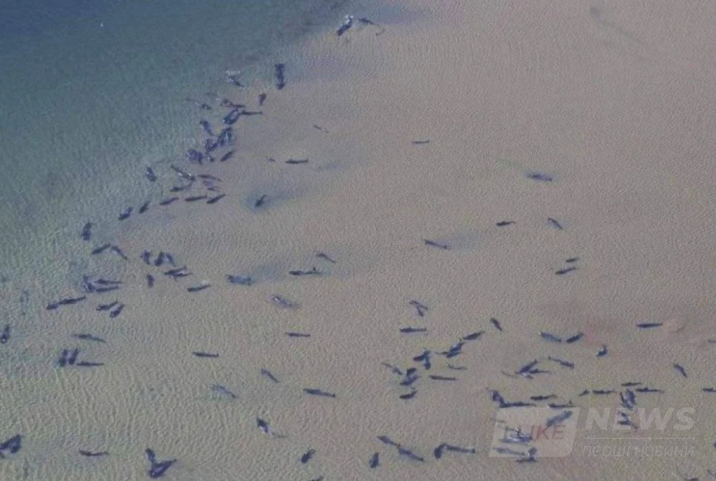 За словами науковців цей інцидент став найбільшим зареєстрованим масовим викидом і загибеллю китів у Австралії.