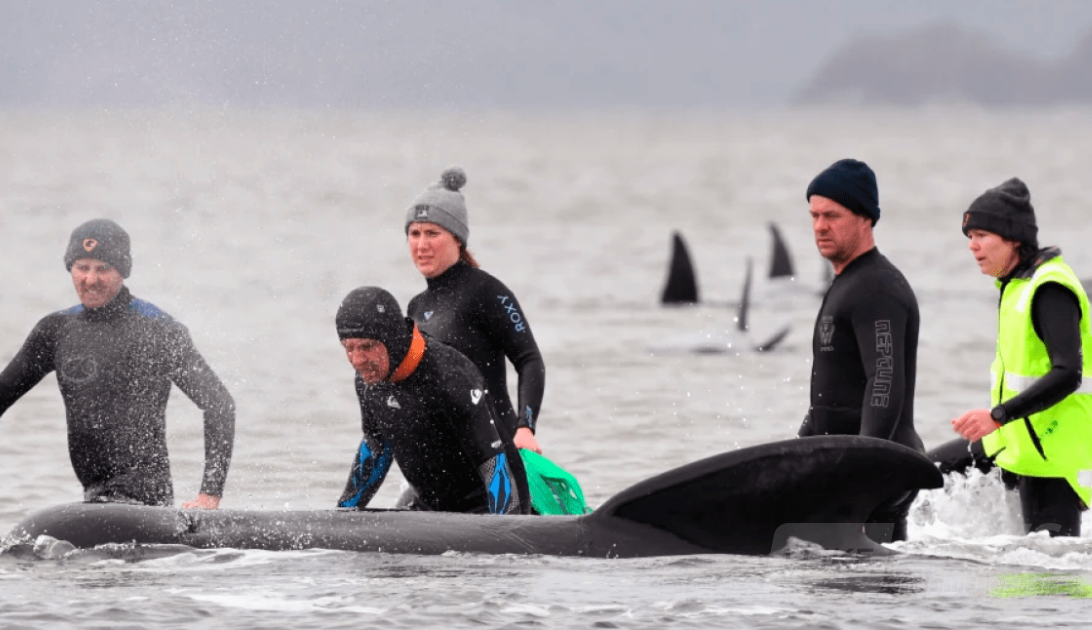 За словами науковців цей інцидент став найбільшим зареєстрованим масовим викидом і загибеллю китів у Австралії.