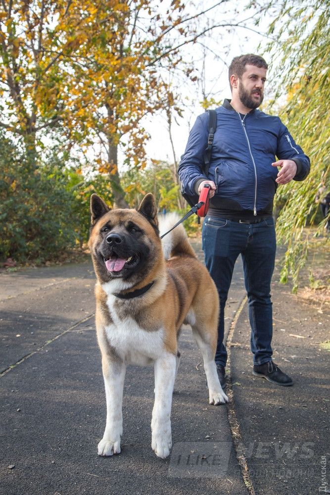 американская акита по кличке Хатико