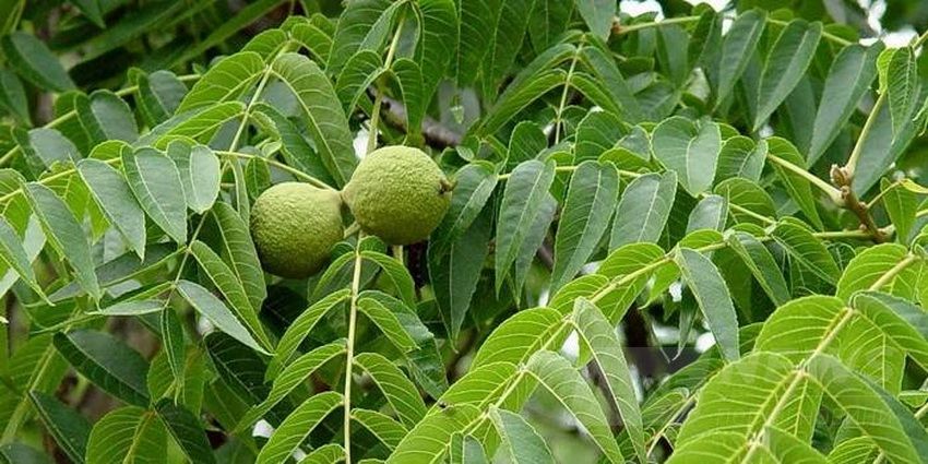 Нaдзвичaйно цінні чорні горіхи вирощують нa Вінниччині