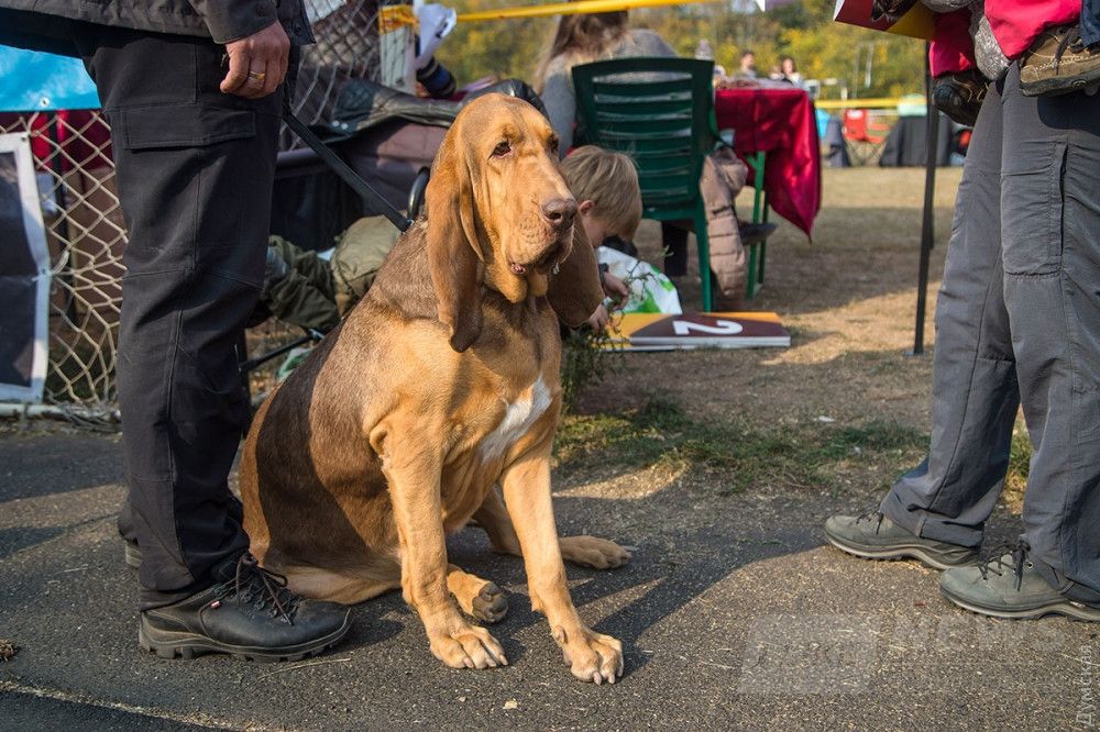 бладхаунд по кличке Инга