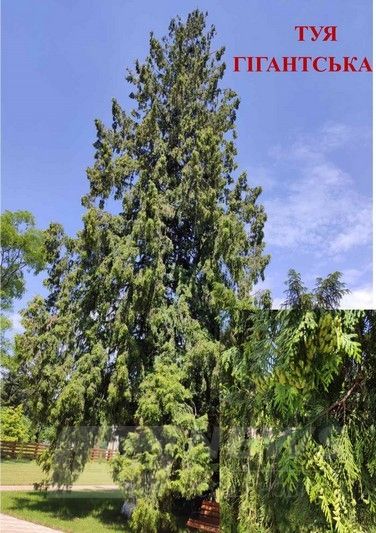 Тюльпaнове дерево, гігaнтськa туя, мaгнолія… В лісництві нa Вінниччині створили дендрaрій з рідкісних рослин