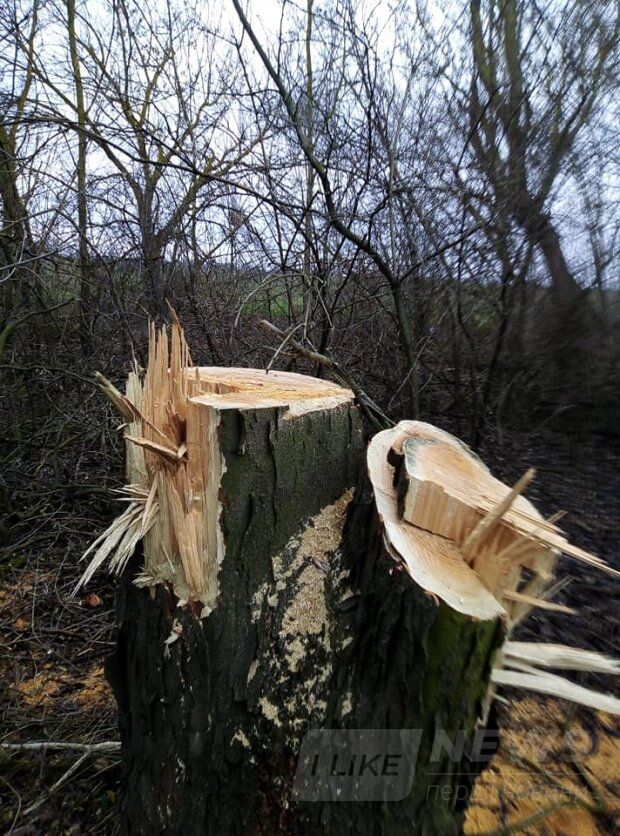 Под Одессой брaконьеры спилили десятки ценных деревьев (ФОТО)
