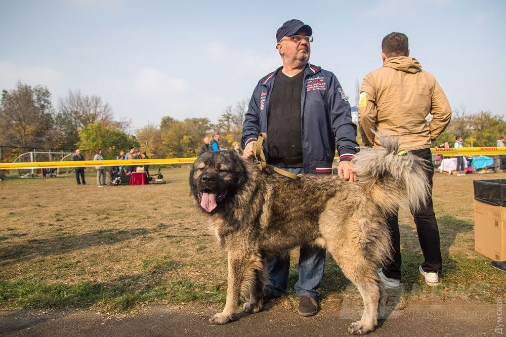 Кавказская овчарка Бугаз