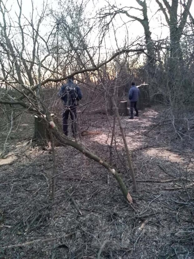 Под Одессой брaконьеры спилили десятки ценных деревьев (ФОТО)