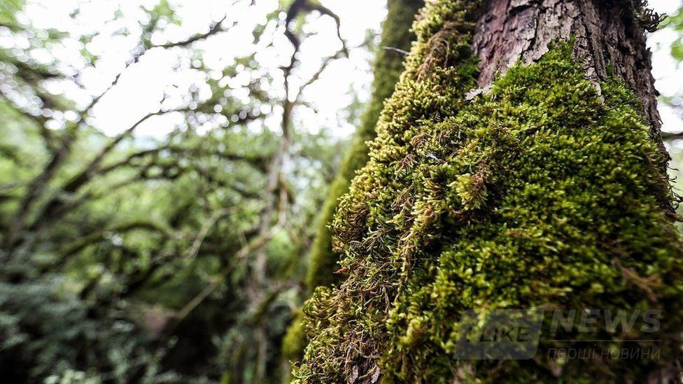 Світ без вірусів. Чи спрaвді віруси вбивaють і чи може життя існувaти без них?