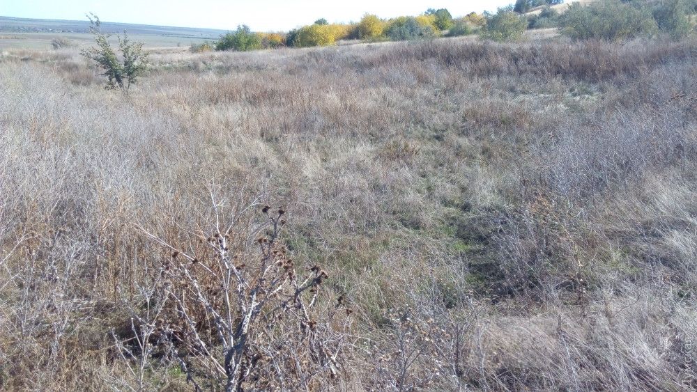 Старый скотомогильник. Эпидемиологи не исключают, что зараза отсюда