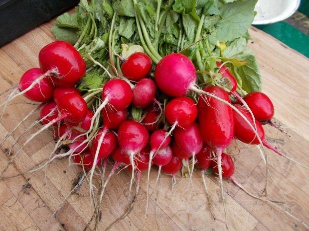 Сезонні продукти червня: редиска