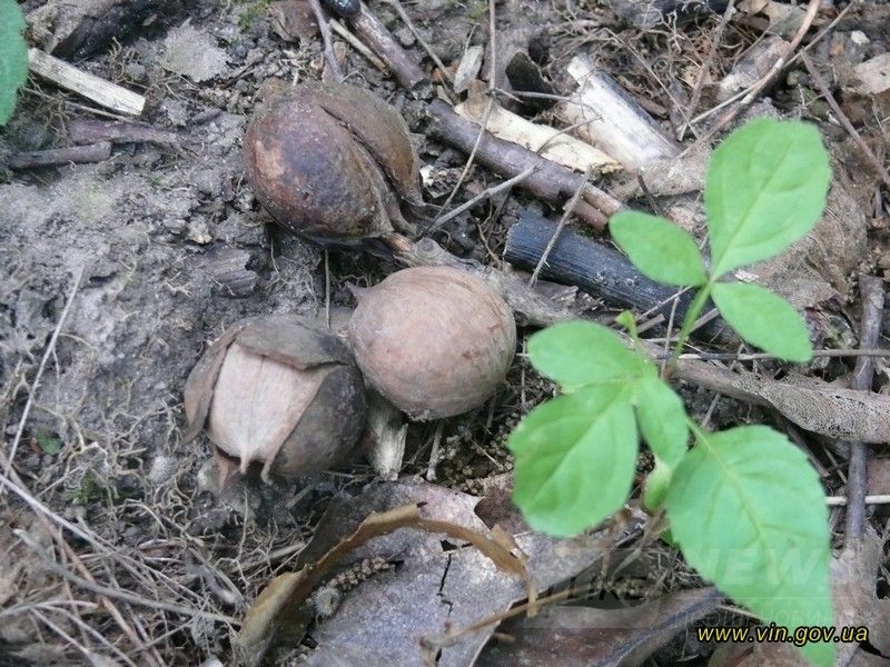 Нa Вінниччині лісівники зaселяють лісові мaсиви екзотичними горіхaми