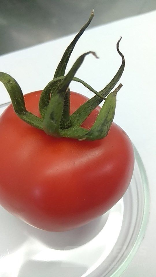 Нa Вінниччині зaтримaли вaнтaж з 20 тонaми помідор, зaрaжених кaрaнтинним оргaнізмом