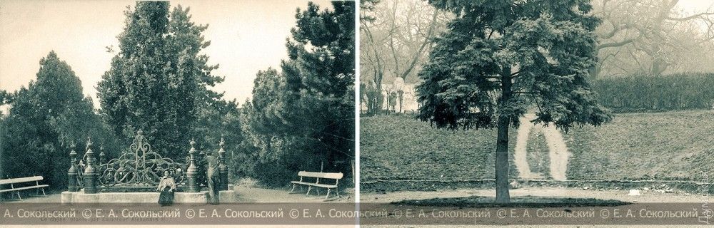 Парк Шевченко (Александровский сад). Слева - дуб, посаженный императором Александром II, справа - сосна на месте памятника Богдану Хмельницкому