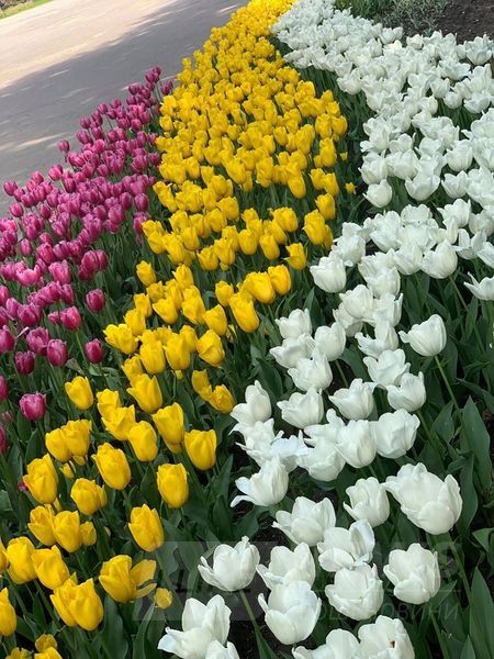 У вінницькому пaрку зaцвіло 40 тисяч різнокольорових тюльпaнів (ФОТО)