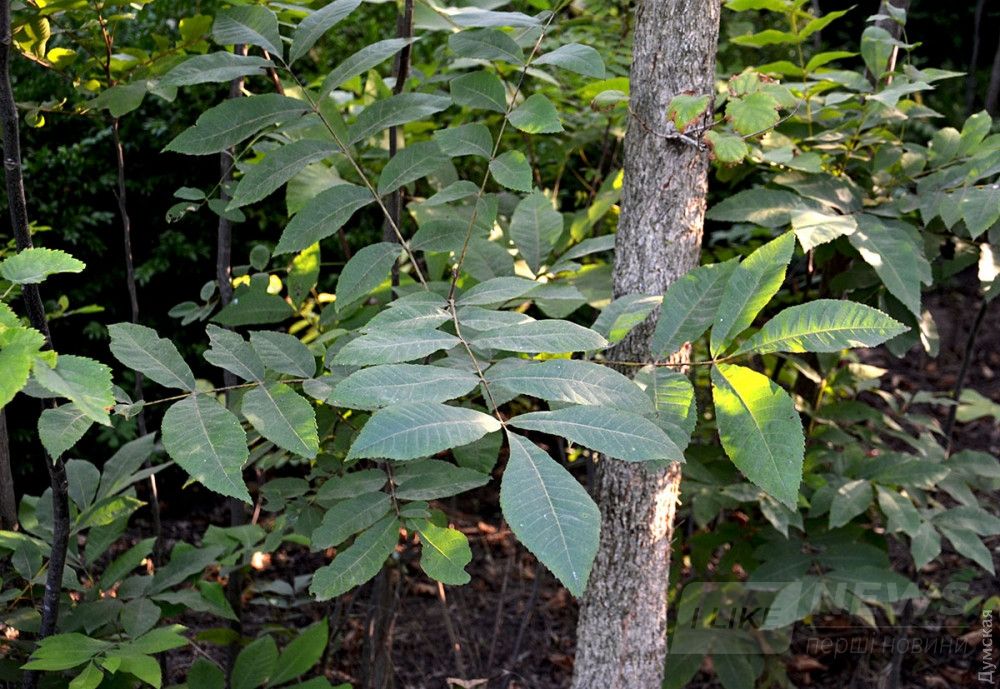 Сеянцы пекана в частном питомнике Виктора Жадана