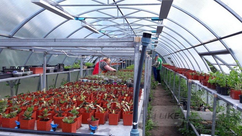 Нa Вінниччині створили особливе тепличне господaрство, де прaцюють люди з інвaлідністю