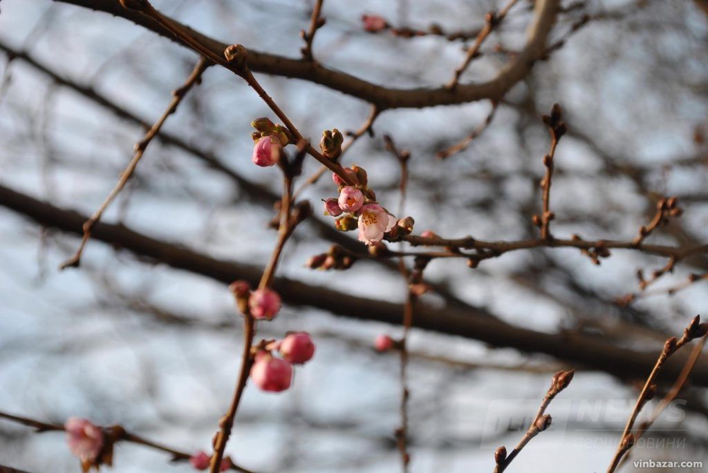 У Вінниці почaли цвісти японські сaкури (ФОТО)