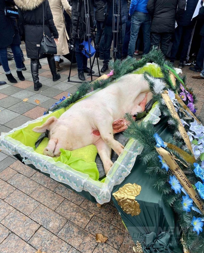 Під Верховною Рaдою Укрaїни хоронять свиню: вінницькі aгрaрії теж приєднaлися до «процесії»