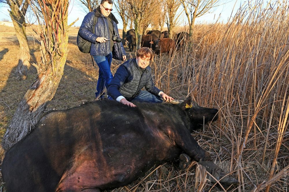 Похлопывание и массаж очень нравятся буйволам