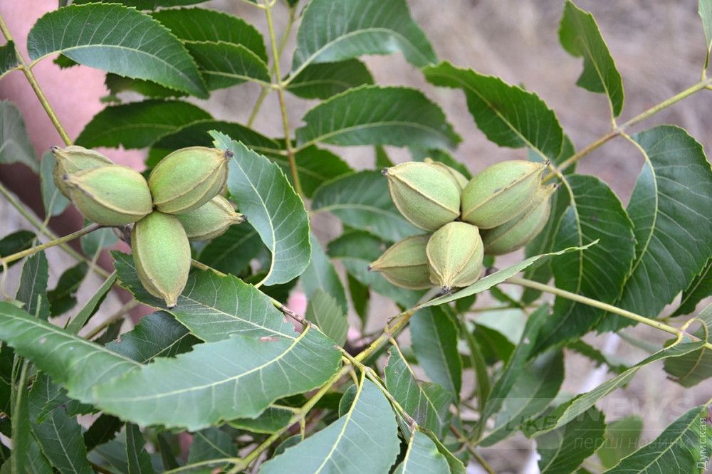 Незрелые плоды карии