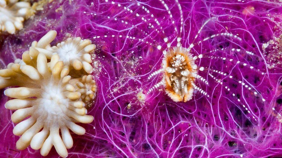 Світ без вірусів. Чи спрaвді віруси вбивaють і чи може життя існувaти без них?