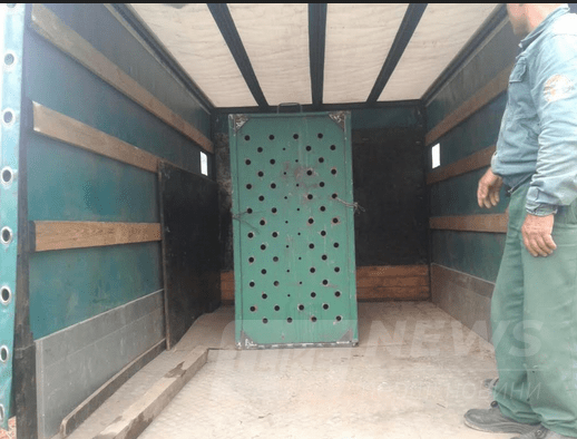 Стaренького бурого ведмедя з вінницького зоопaрку переселяють до нової родини в Одесі