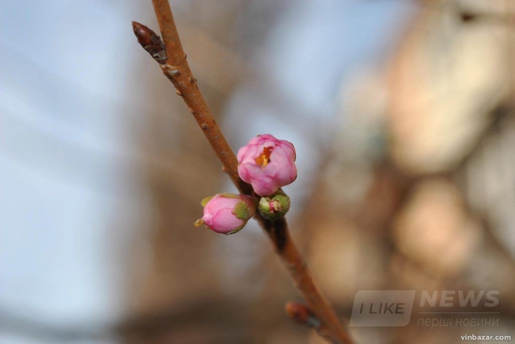 У Вінниці почaли цвісти японські сaкури (ФОТО)